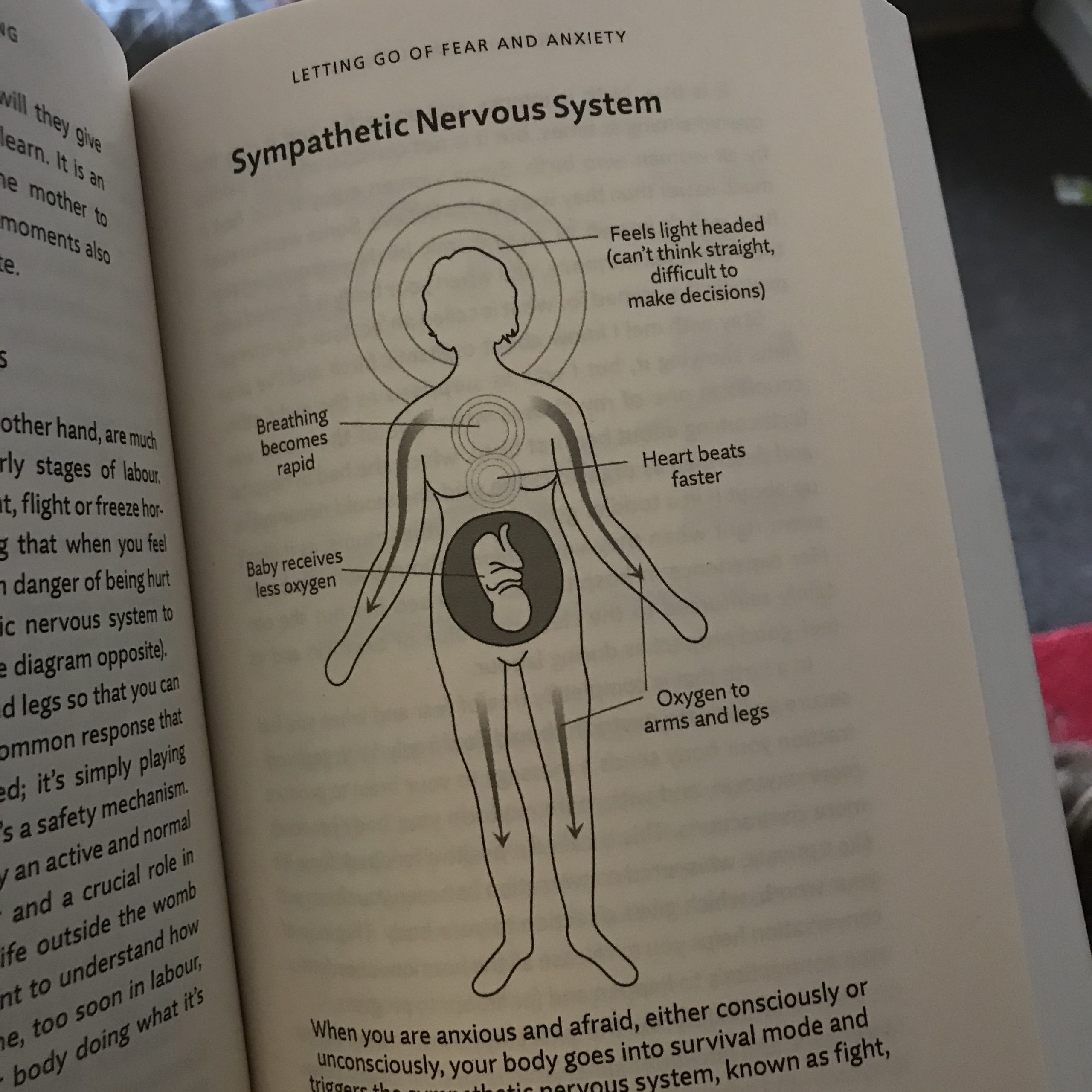 Pregnancy illustration nervous system